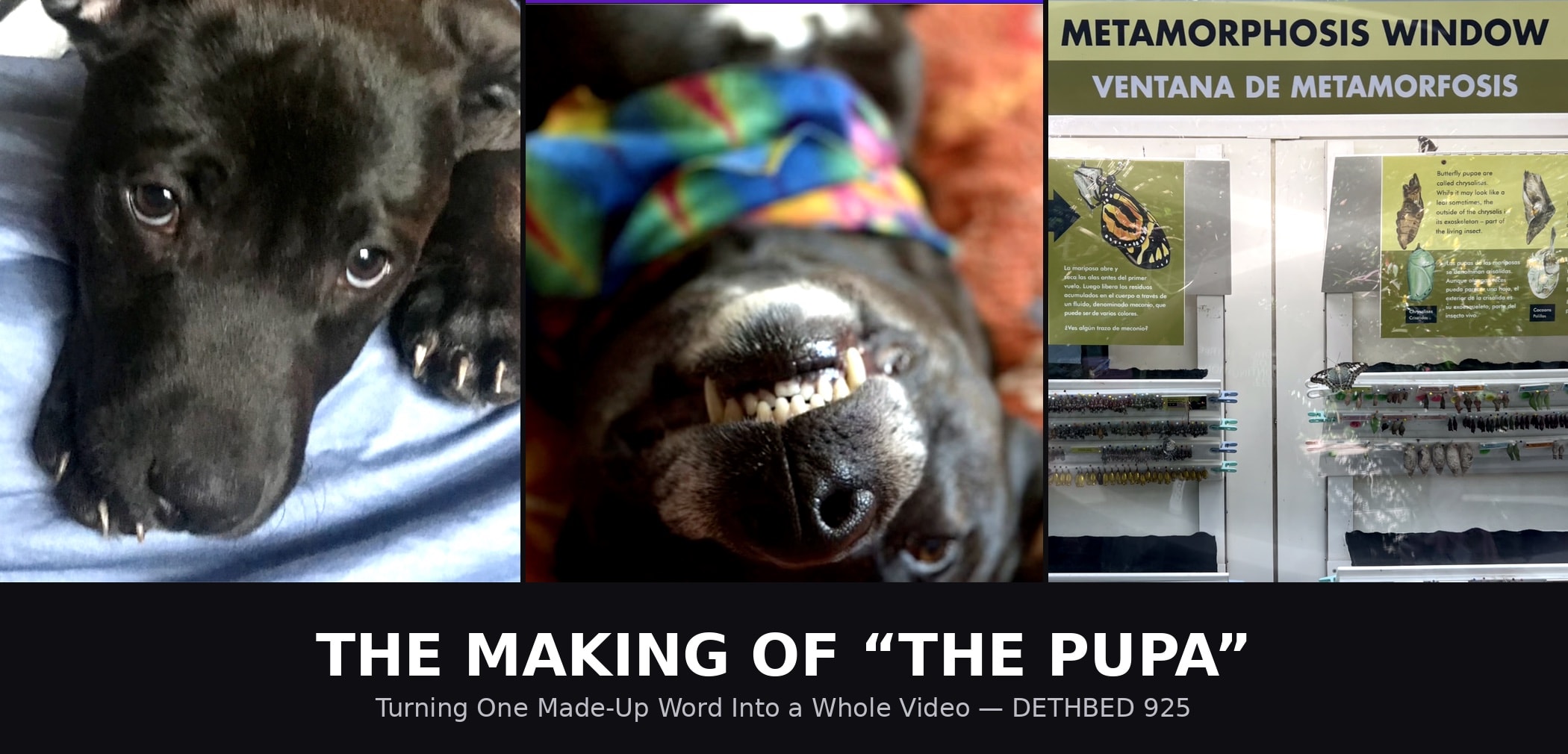 The Making of "The Pupa": Turning One Made-Up Word Into a Whole Video